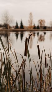 Preview wallpaper lake, reed, grass, shore, water