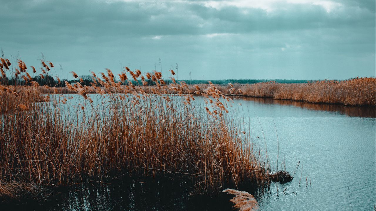 Wallpaper lake, reed, shore, water, grass, dry