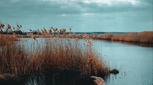Preview wallpaper lake, reed, shore, water, grass, dry