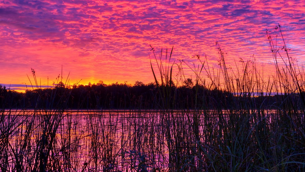 Wallpaper lake, reed, sunset, purple, dusk