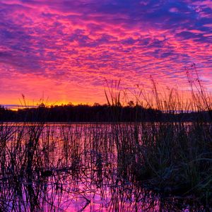 Preview wallpaper lake, reed, sunset, purple, dusk