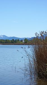 Preview wallpaper lake, reeds, nature, landscape