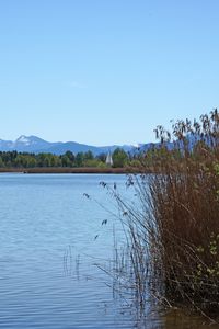 Preview wallpaper lake, reeds, nature, landscape