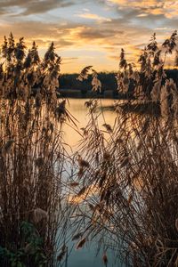 Preview wallpaper lake, reeds, shore, water, dusk