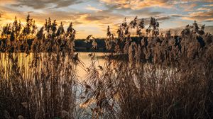 Preview wallpaper lake, reeds, shore, water, dusk