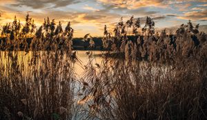 Preview wallpaper lake, reeds, shore, water, dusk