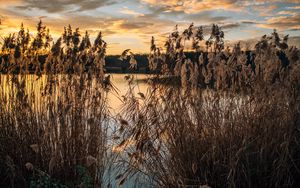 Preview wallpaper lake, reeds, shore, water, dusk