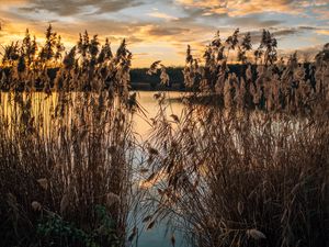 Preview wallpaper lake, reeds, shore, water, dusk