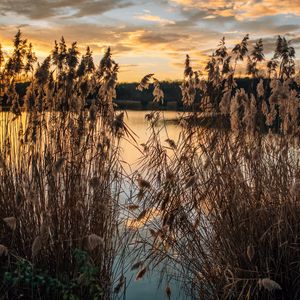 Preview wallpaper lake, reeds, shore, water, dusk