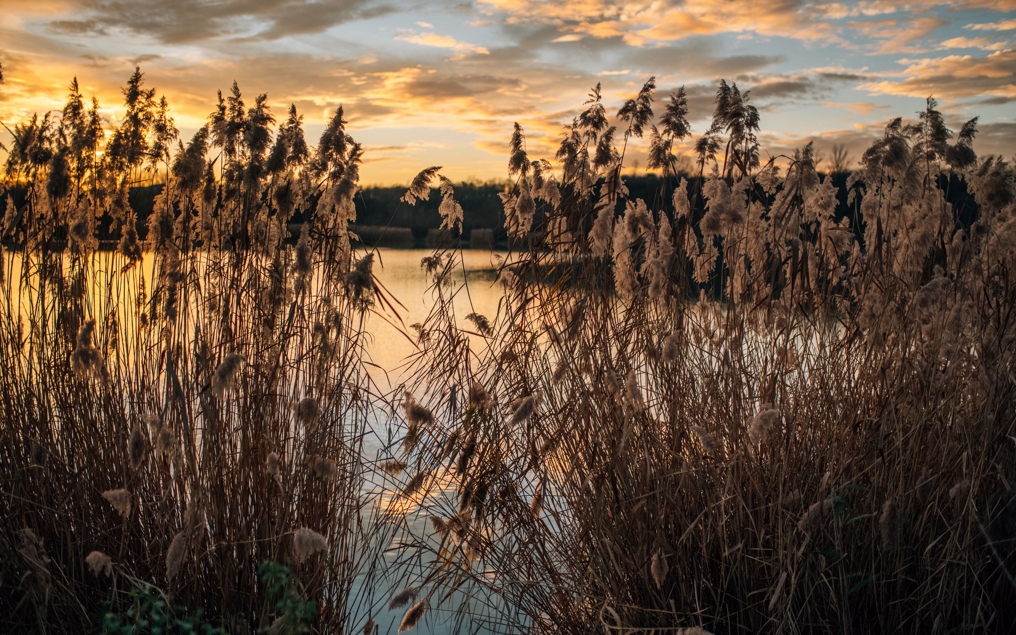 Download wallpaper 3840x2400 lake, reeds, shore, water, dusk 4k ultra ...