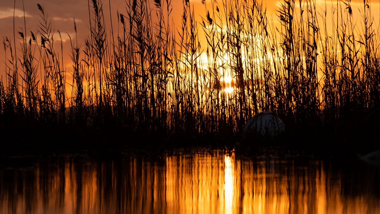 Wallpaper lake, reeds, sunset, dusk, dark