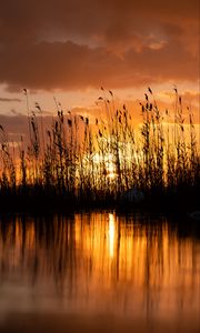 Preview wallpaper lake, reeds, sunset, dusk, dark