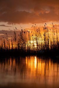 Preview wallpaper lake, reeds, sunset, dusk, dark