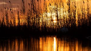 Preview wallpaper lake, reeds, sunset, dusk, dark