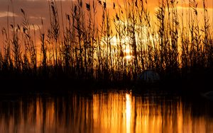 Preview wallpaper lake, reeds, sunset, dusk, dark