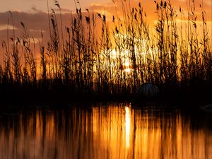Preview wallpaper lake, reeds, sunset, dusk, dark
