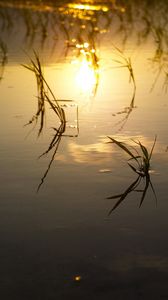 Preview wallpaper lake, river, swamp, grass