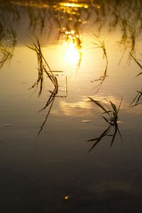 Preview wallpaper lake, river, swamp, grass