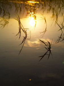 Preview wallpaper lake, river, swamp, grass