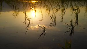 Preview wallpaper lake, river, swamp, grass