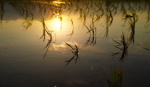 Preview wallpaper lake, river, swamp, grass