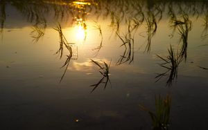 Preview wallpaper lake, river, swamp, grass