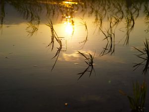 Preview wallpaper lake, river, swamp, grass