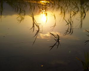 Preview wallpaper lake, river, swamp, grass