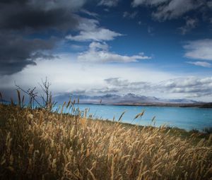 Preview wallpaper lake, shore, grass, field, landscape