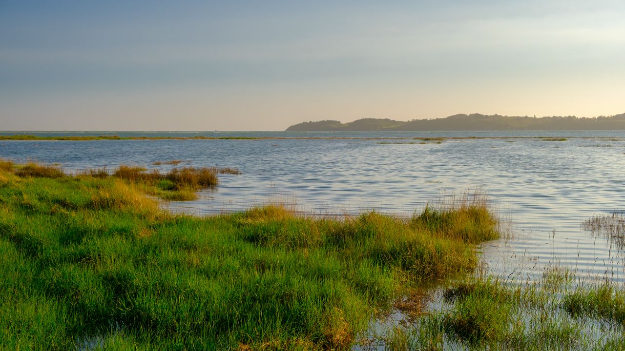 Wallpaper lake, shore, grass, water, nature