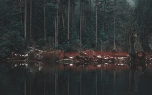 Preview wallpaper lake, shore, trees, reflection