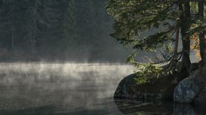 Preview wallpaper lake, shore, trees, fog, water