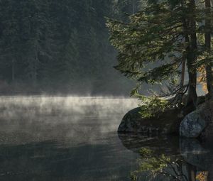Preview wallpaper lake, shore, trees, fog, water