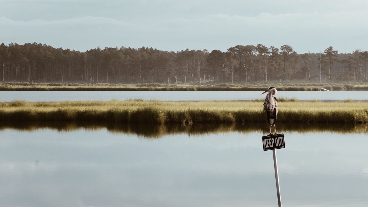 Wallpaper lake, sign, bird, nature, landscape