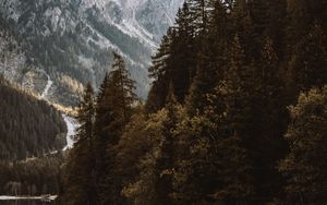 Preview wallpaper lake, spruce, mountains, trees, forest, fog