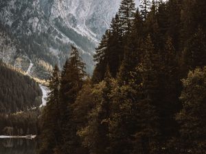 Preview wallpaper lake, spruce, mountains, trees, forest, fog