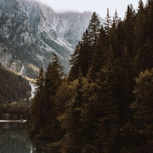 Preview wallpaper lake, spruce, mountains, trees, forest, fog