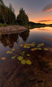 Preview wallpaper lake, spruce, trees, stone, sunset, plants