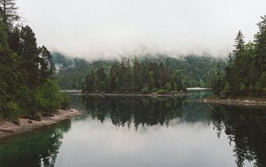 Preview wallpaper lake, spruce, trees, fog, reflection