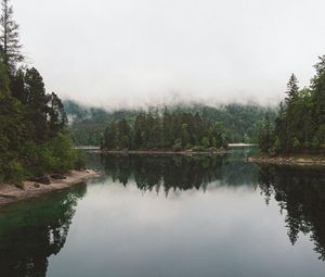 Preview wallpaper lake, spruce, trees, fog, reflection