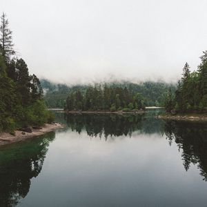 Preview wallpaper lake, spruce, trees, fog, reflection