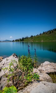 Preview wallpaper lake, stones, flowers, trees, shore