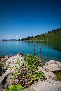 Preview wallpaper lake, stones, flowers, trees, shore