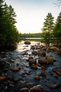 Preview wallpaper lake, stones, logs, trees, sky, nature