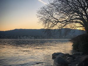 Preview wallpaper lake, stones, tree, branches, nature