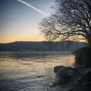 Preview wallpaper lake, stones, tree, branches, nature