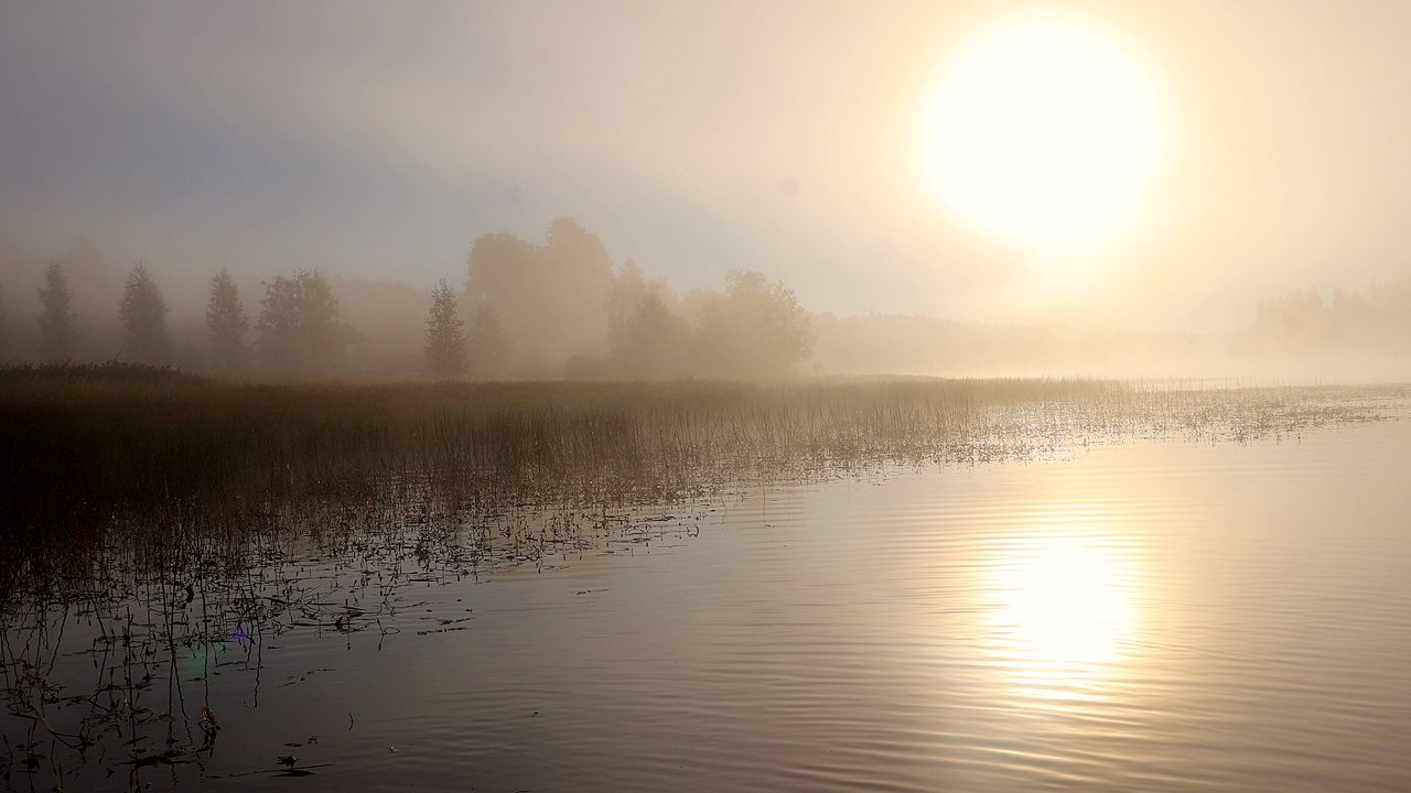 Wallpaper lake, sun, fog, trees