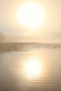Preview wallpaper lake, sun, fog, trees