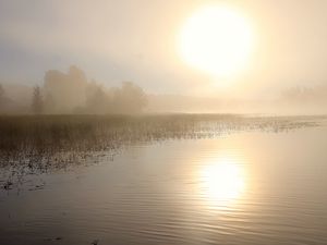 Preview wallpaper lake, sun, fog, trees