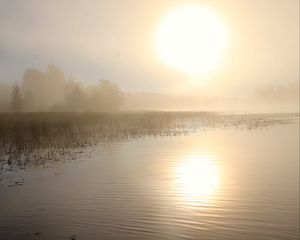 Preview wallpaper lake, sun, fog, trees
